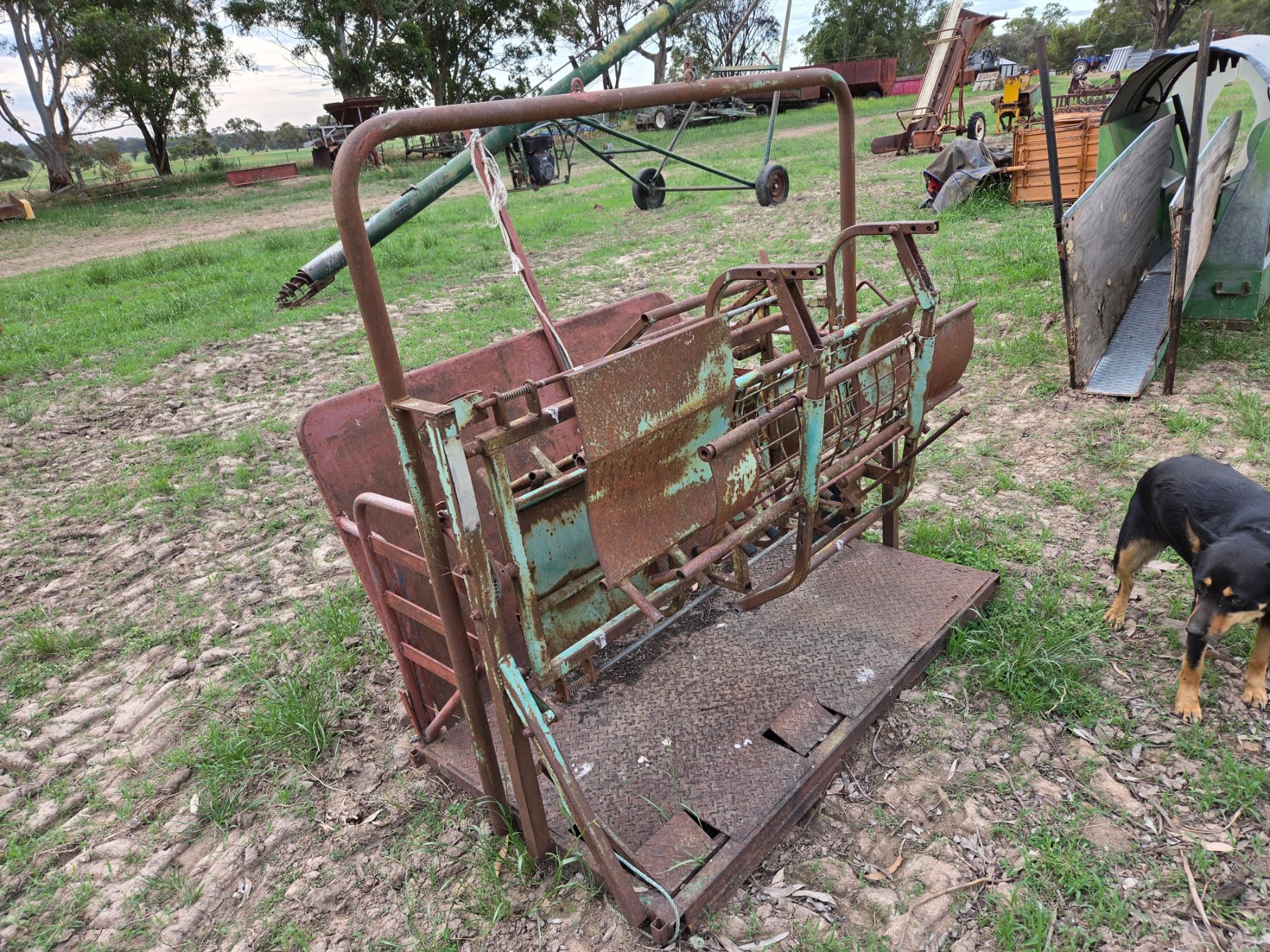 Used - Moffatt Virtue Sheep Handler - photo 4