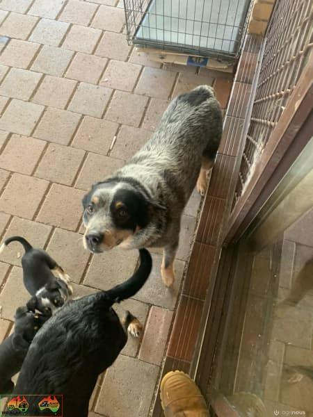 Farm Bred Working Dog Pup (Stumpy) - photo 5