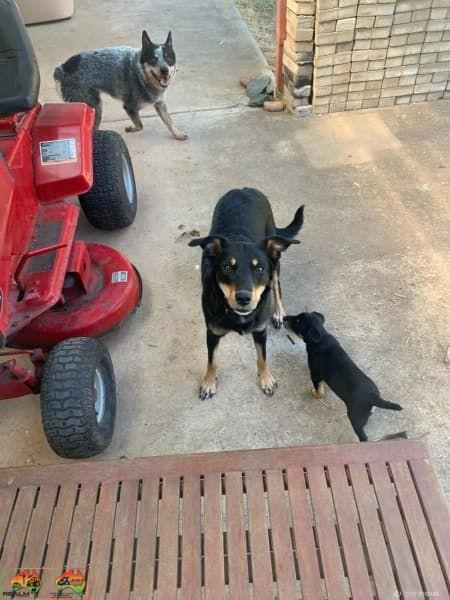Farm Bred Working Dog Pup (Stumpy) - photo 4