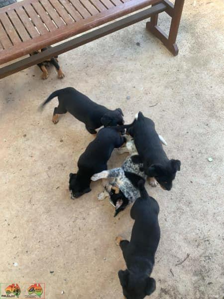 Farm Bred Working Dog Pup (Stumpy) - photo 6