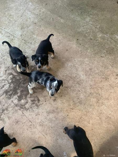 Farm Bred Working Dog Pup (Stumpy) - photo 7