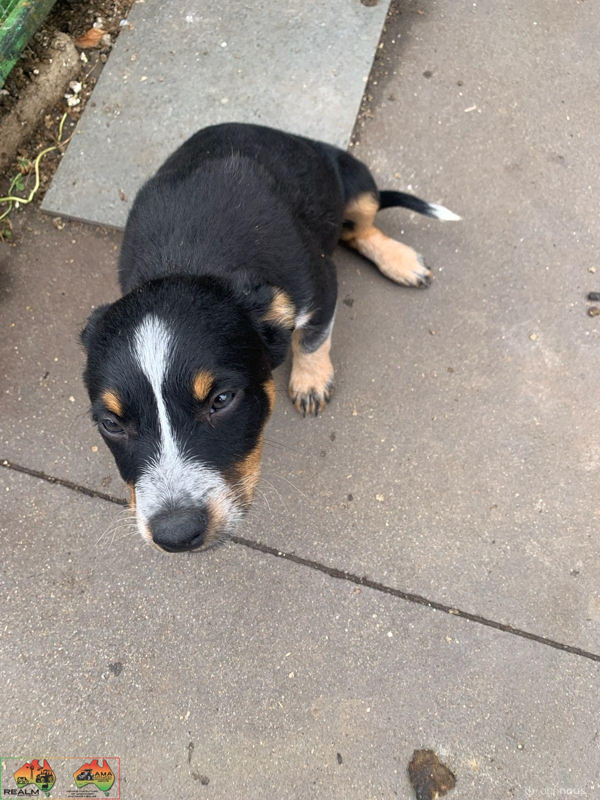 Farm Bred Working Dog Pup (Cheeky)