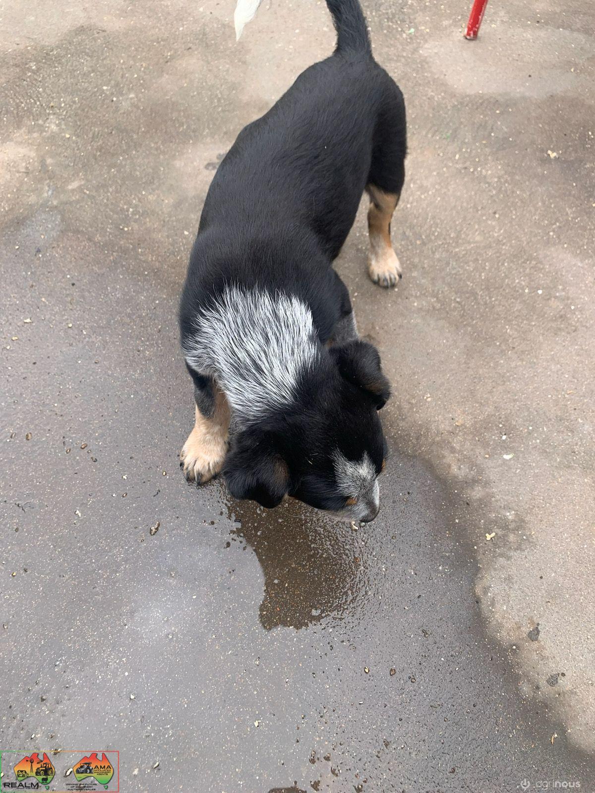 Farm Bred Working Dog Pup (Cheeky) - photo 2