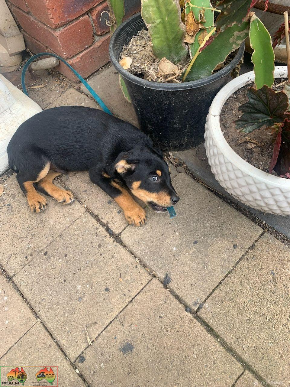 Farm Bred Working Dog Pup (Stumpy)