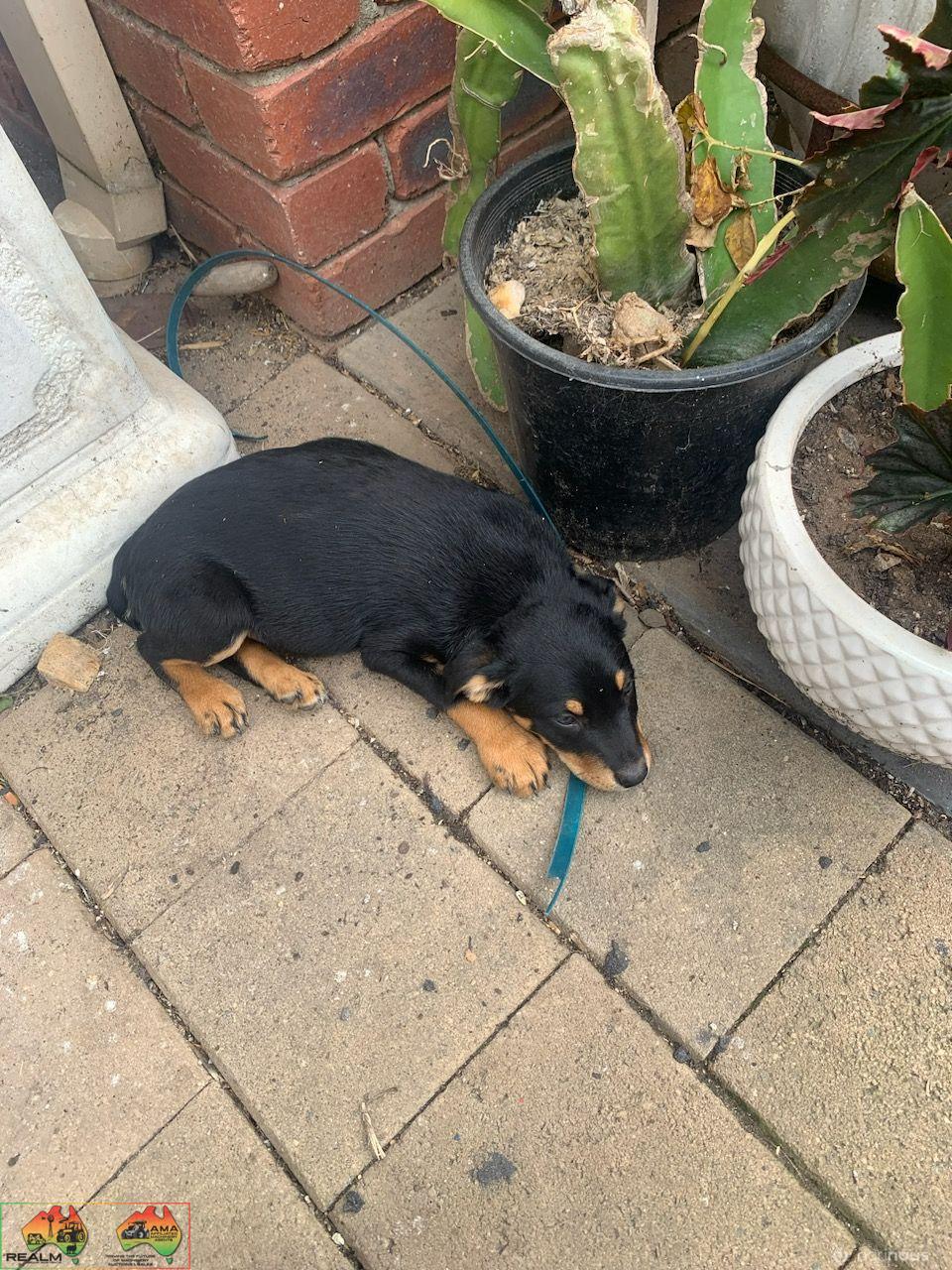 Farm Bred Working Dog Pup (Stumpy) - photo 2