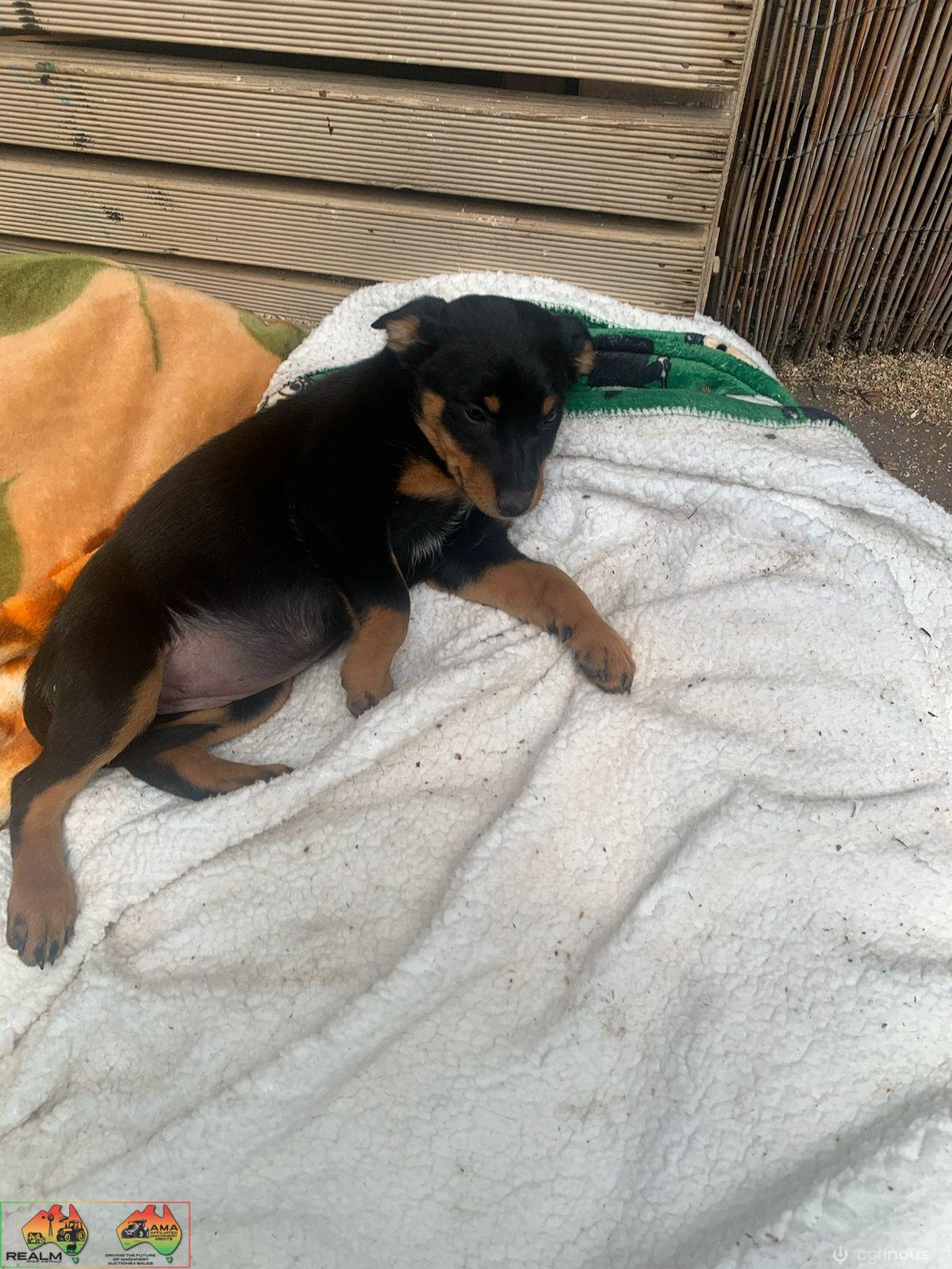 Farm Bred Working Dog Pup (Quiet)