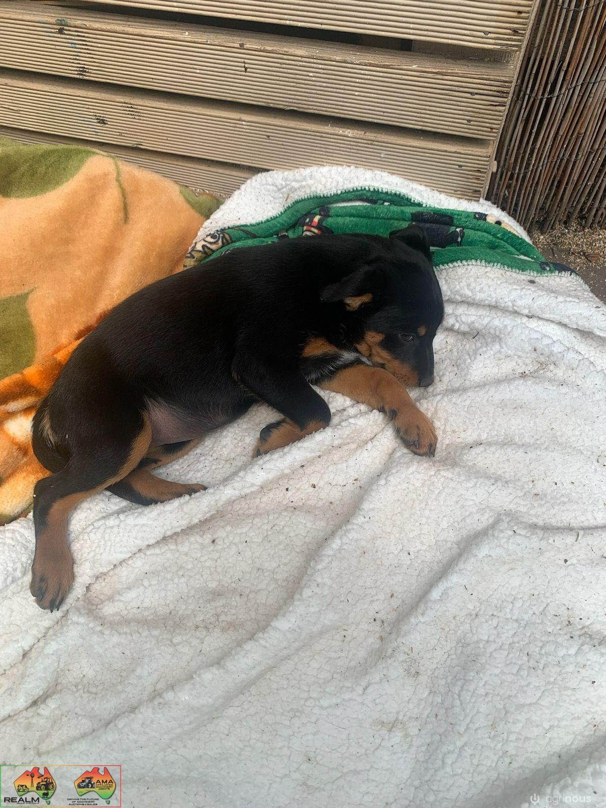 Farm Bred Working Dog Pup (Quiet) - photo 2