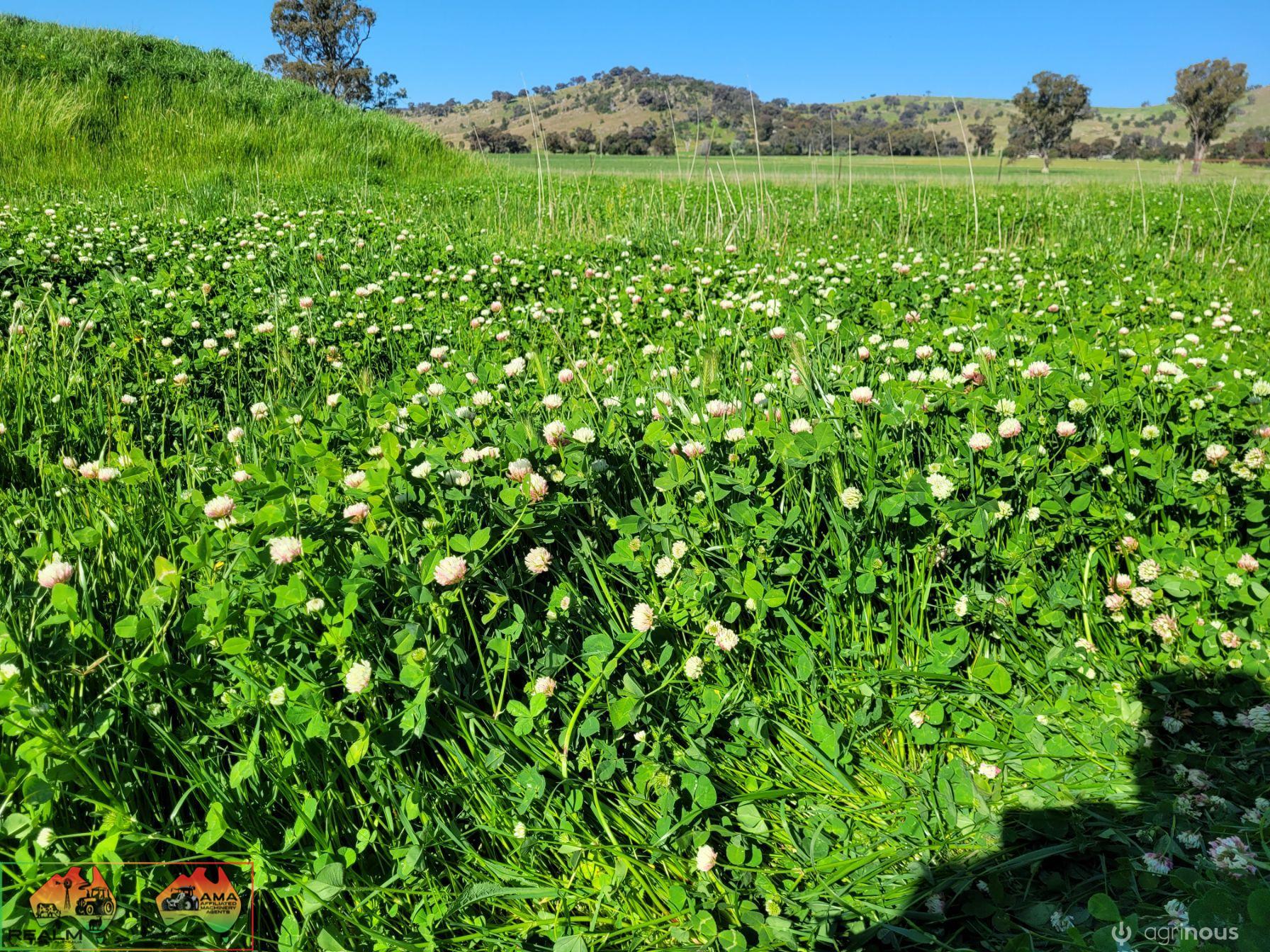 40x New Season HAY ~ Quality Rolls of Clover & Rye - photo 2
