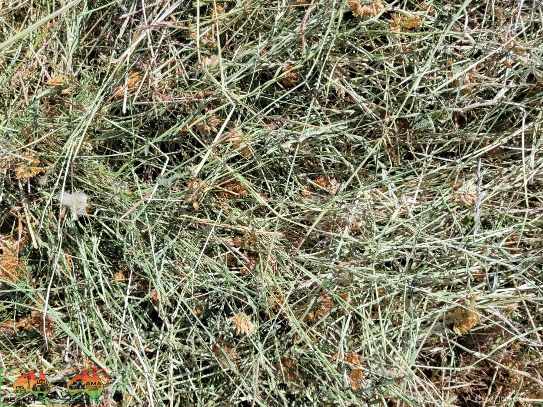 40x New Season HAY ~ Quality Rolls of Clover & Rye - photo 6