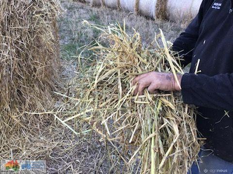 5x4 Rolls of Barley Hay (x86) - photo 4