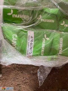 Bonito TT Canola Seed ~ 2023 Nuseed Certified x 200Kgs - photo 2