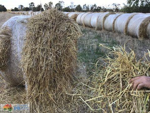 5x4 Rolls of Barley Hay (x52) - photo 5
