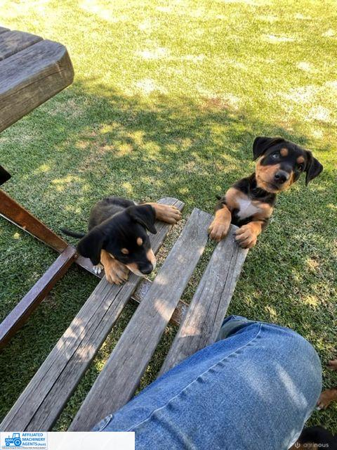 Male Kelpie Pup (No.3) - photo 9