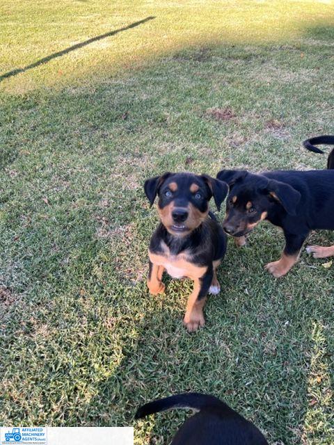 Male Kelpie Pup (No.3) - photo 12