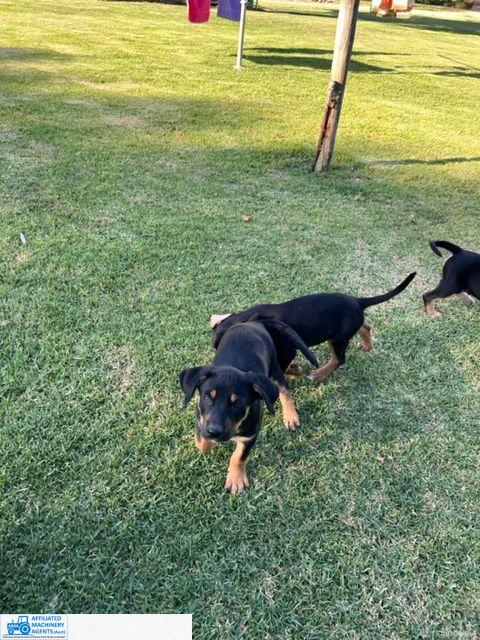 Male Kelpie Pup (No.3) - photo 13