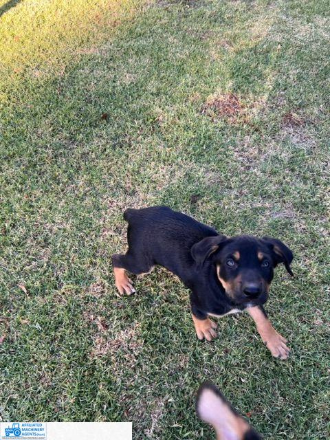 Male Kelpie Pup (No.4) - photo 10