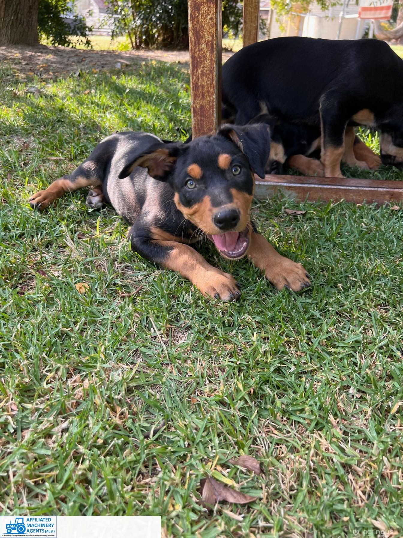 Male Kelpie Pup (No.5) - photo 13