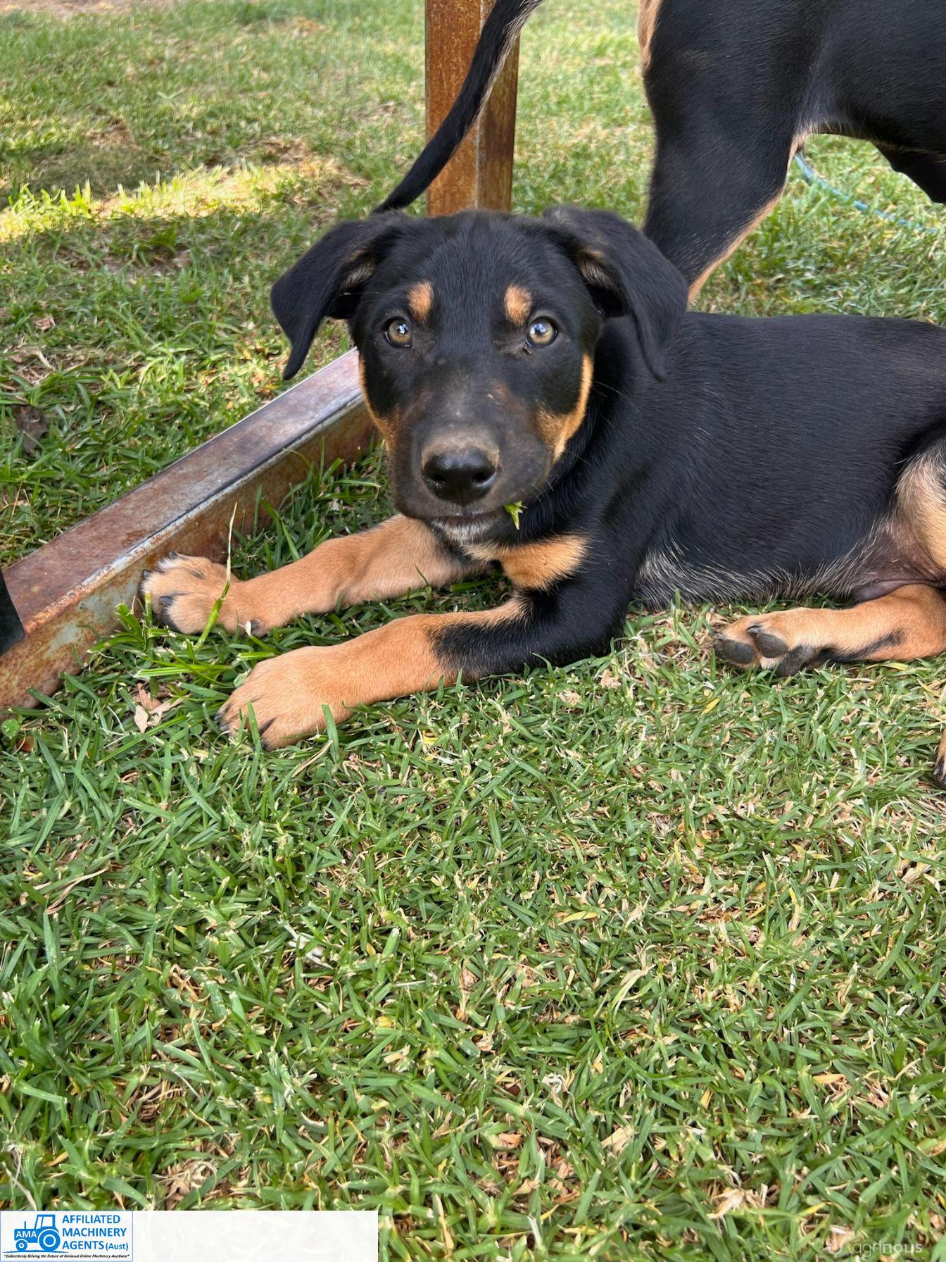 Male Kelpie Pup (No.5) - photo 14