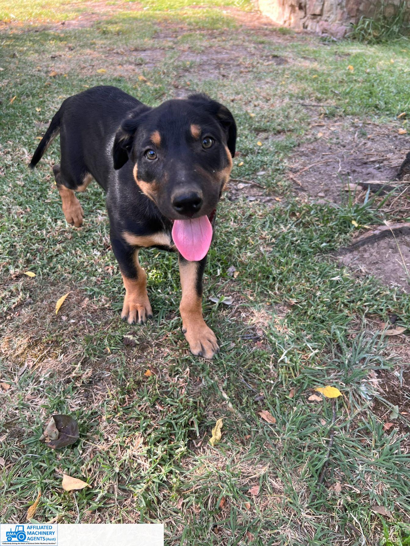 Male Kelpie Pup (No.4)