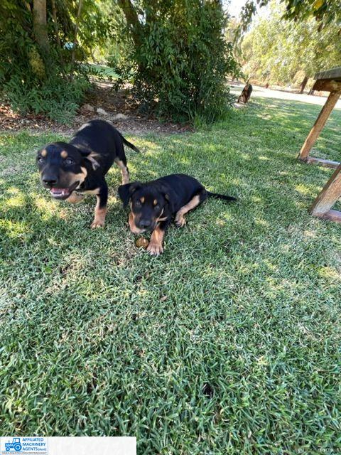 Male Kelpie Pup (No.6)