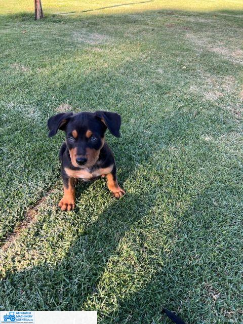 Male Kelpie Pup (No.7) - photo 10