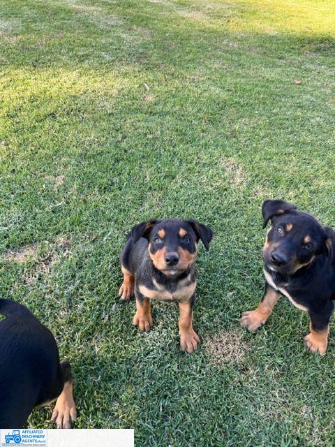Male Kelpie Pup (No.7) - photo 9