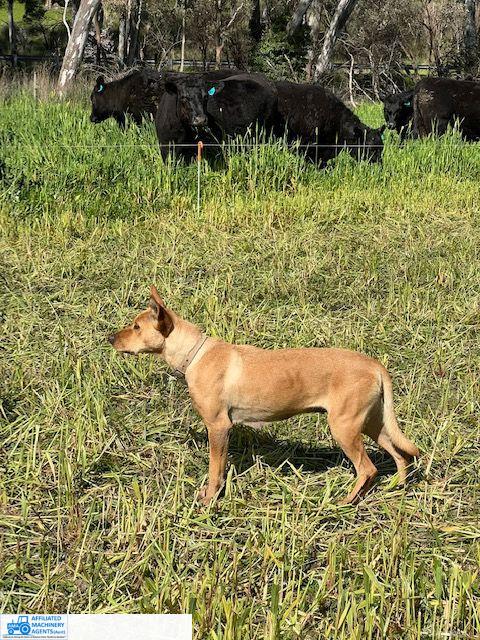 Male Kelpie Pup (No.7) - photo 3