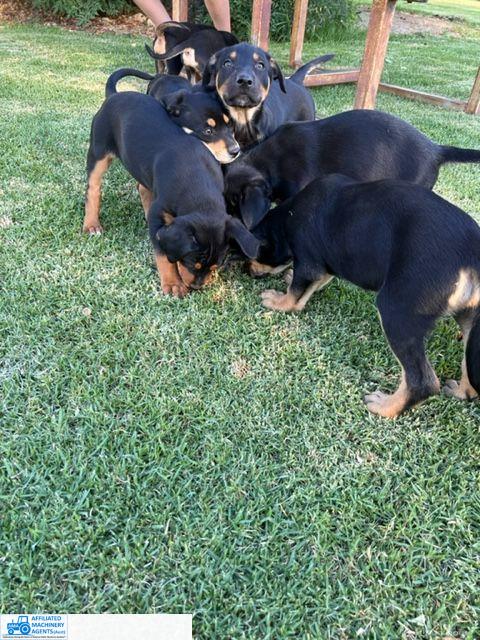 Male Kelpie Pup (No.7)