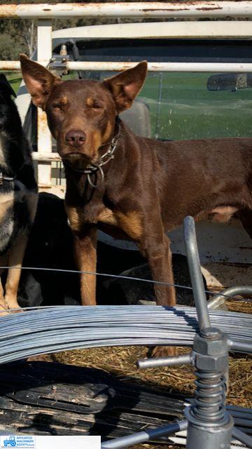 Male Kelpie Pup (No.7) - photo 2