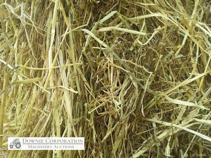 80 Big Squares Quality Pasture Hay - photo 5