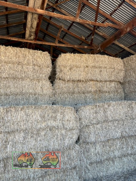 42x Shedded Barley Hay ($/bale)