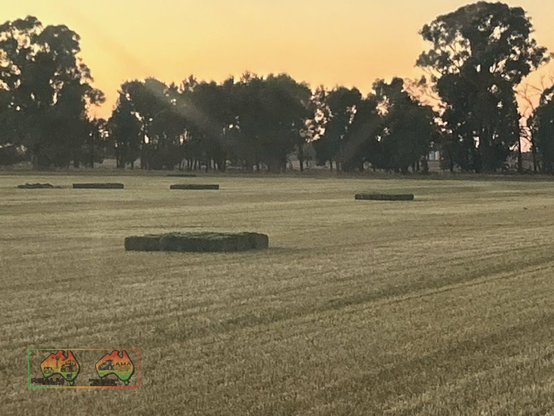 New Season 3rd Cut Quality Lucerne Hay ($/Bale) - photo 4