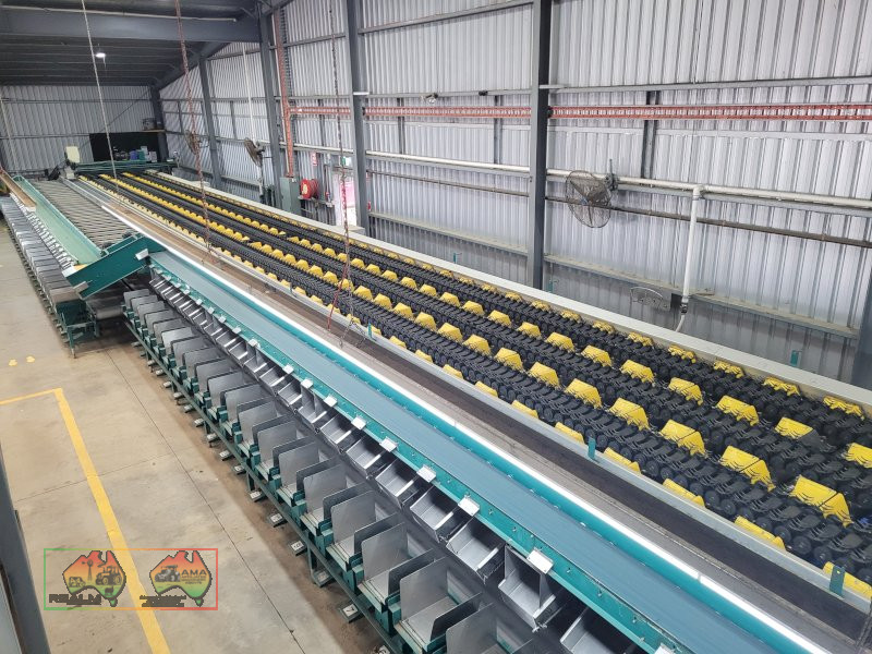 Compact 6 Lane Tomato Grader - photo 2