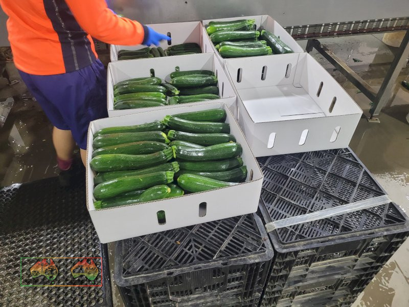 Zucchini Washer & Sorting Table - photo 7