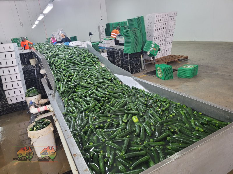 Zucchini Washer & Sorting Table - photo 5