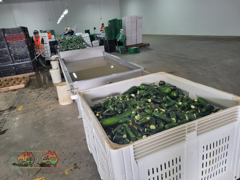 Zucchini Washer & Sorting Table - photo 8
