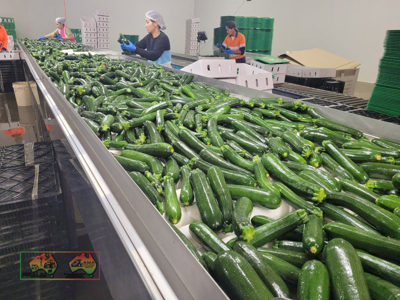 Zucchini Washer & Sorting Table - photo 4
