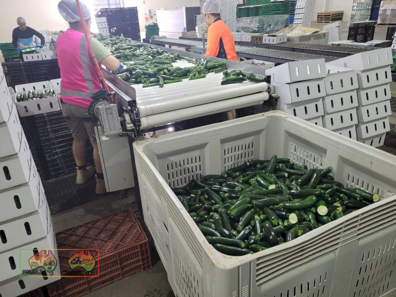 Zucchini Washer & Sorting Table - photo 10