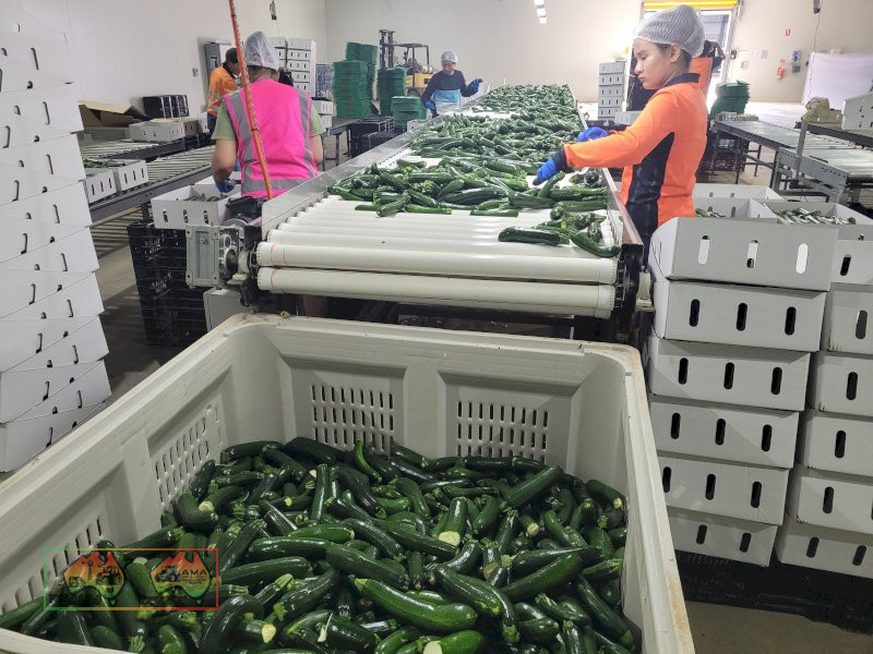 Zucchini Washer & Sorting Table - photo 9