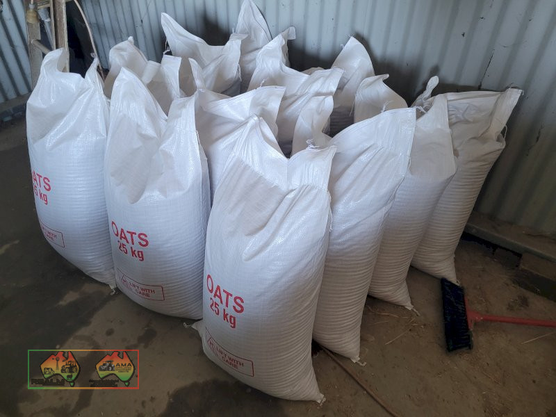 Winteroo Seed Oats (25x 25Kg Bags) - ($/bag) - photo 4