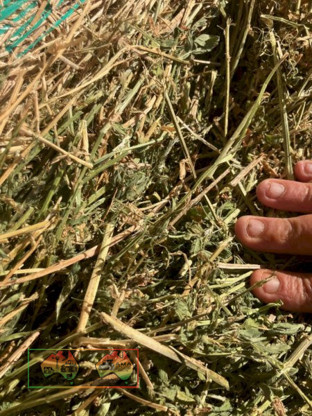 4x4 Rolls Quality Lucerne Hay, 80 Rolls ($/roll) - photo 5