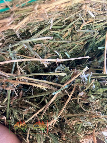 4x4 Rolls Quality Lucerne Hay, 80 Rolls ($/roll) - photo 4