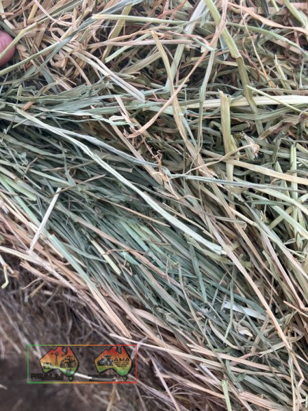 25x Rolls of Sub & Rye Grass Hay ($/Roll) - photo 3