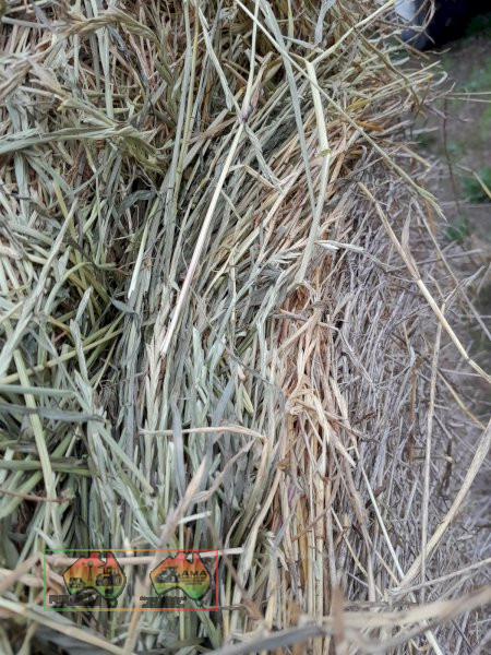 25x Rolls of Sub & Rye Grass Hay ($/Roll) - photo 2