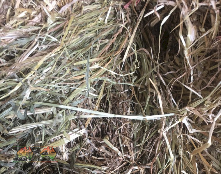 25x Rolls of Quality Pure Rye Grass Hay ($/Roll) - photo 5