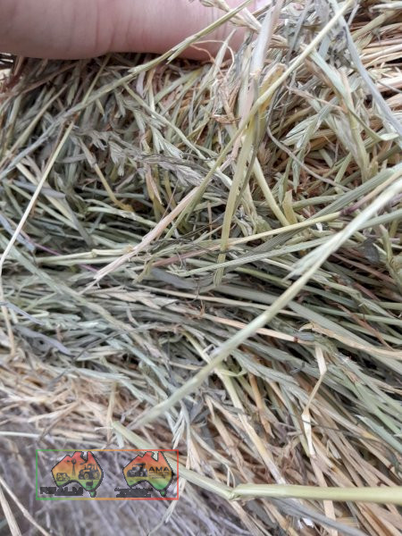 102x Rolls of Pasture Grass Hay (Delivered to Sandy Creek) - photo 2