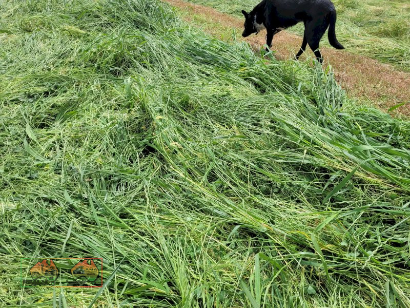 40x  Rolls of Sub & Rye Hay ($/bale) - photo 3