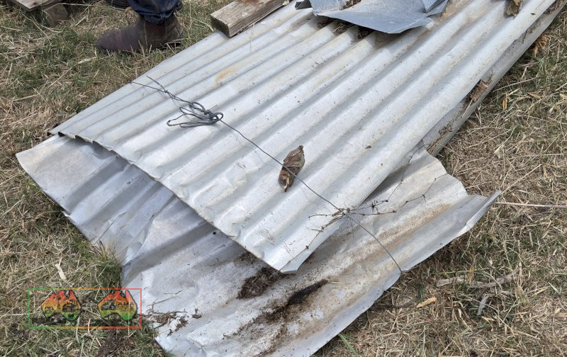 Corrugated Iron & Ridge Capping - photo 4