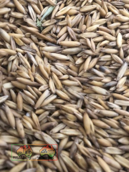 Bulka Bags of Seed Oats ($/Ton) - photo 5