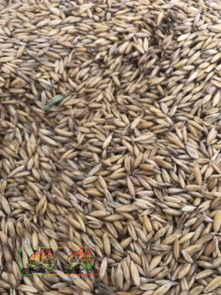 Bulka Bags of Seed Oats ($/Ton) - photo 4